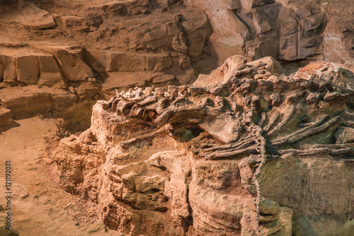 Poster Dinosaur fossil,Skeleton of dinosaur fossil,Old dinosaur fossil,Dinosaur Fossil