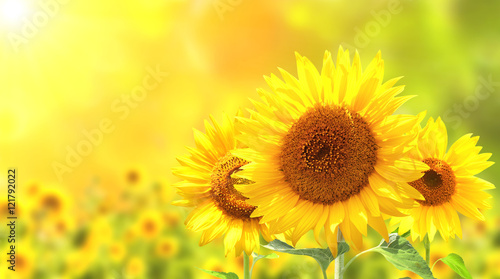 Sunflowers on blurred sunny background