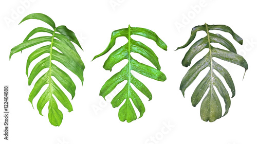 Fototapeta Leaves set of Monstera plant with raindrops, the tropical evergr