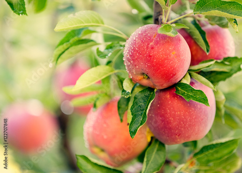 Apple tree