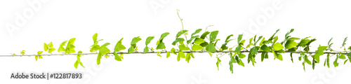 Fototapeta vine plants, jungle leaves isolated on white background