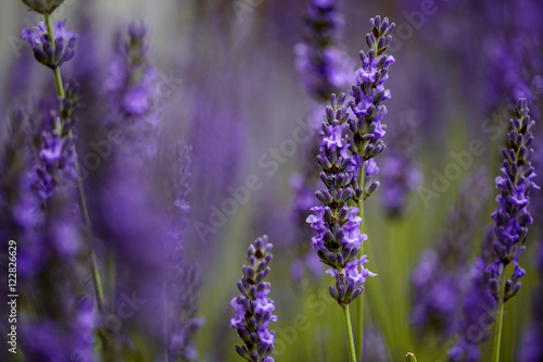 Beautiful Lavender blooming in early summer
