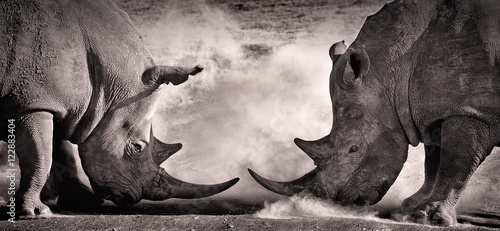 Obraz Fotograficzny fight, a confrontation between two white rhino in the African savannah on the lake Nakuru