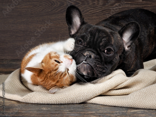 Funny cat and dog lying on the floor, playing hugging each other