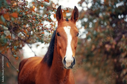 Portrait of a bay Hanoverian horse Poster