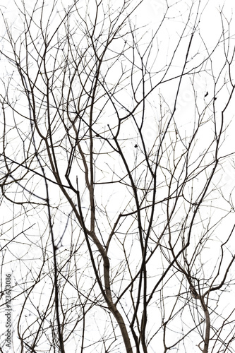 Fototapeta Leafless treetop