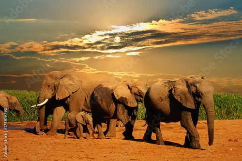 afrykanskiego-slonia-stado-loxodonta-africana-rozny