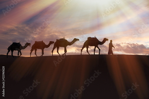 Africa, North Africa, Tafilalet, Erfoud, Merzouga, Erg Chebbi, Dromedary (Camelus dromedarius) camels/caravan  being led through desert by Tuareg man, on the Erg Chebbi Dunes (up to 400 ft in height).
