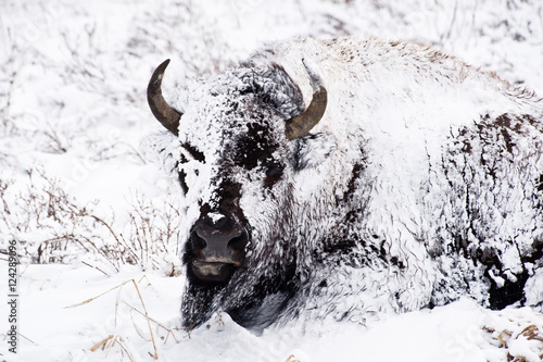 Bison in Blizzard | Buy Photos | AP Images | DetailView