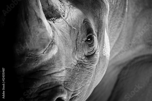 Obraz Fotograficzny A Rhino Ready to Charge