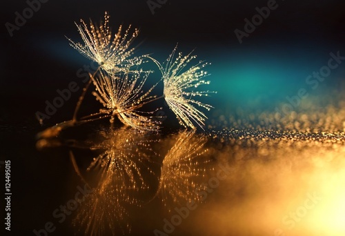 nasiona-dmuchawiec-lustrzane-odbicie-ciemni-tlo-dandelions-w-kroplach-rosa-z-pieknym-zlotym-bokeh-kropelki-wody-blyszcza-na-nasionach-mleczu-z-odbiciem-w-lustrze