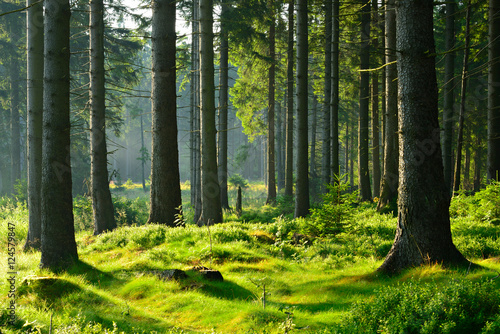 nietkniety-naturalny-swierkowy-las-w-cieplym-swietle