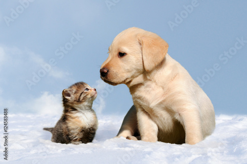dog and cat in the snow