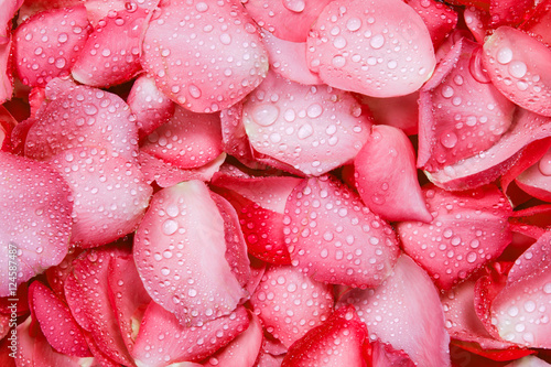 the-fresh-red-rose-petal-background-with-water-rain-drop