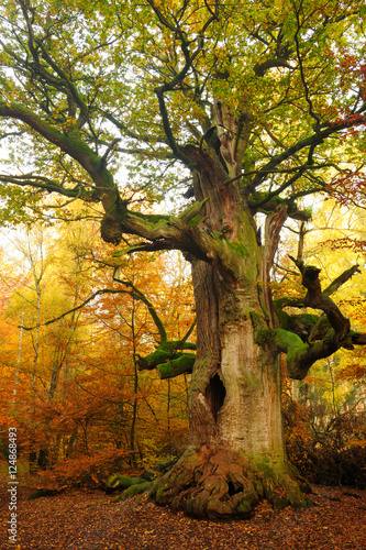 mighty-hollow-moss-objetych-oak-tree-w-jesiennej-lasu-leaves-zmiana-koloru
