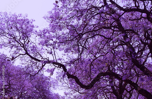 piekne-kwitnace-fioletowe-galezie-jacarandy-brooklyn-pretoria-wiosna-w-poludniowej-afryce-retusz-artystyczny