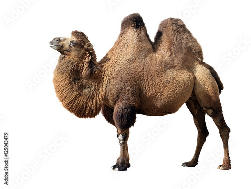 Bactrian camel