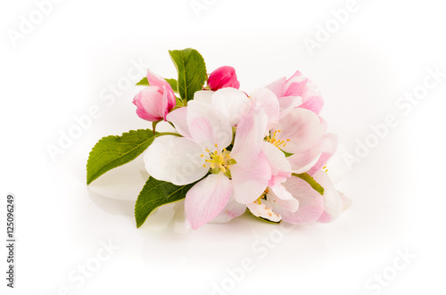 Apfelblüte