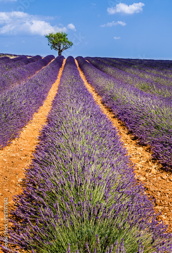 pola-lawendy-w-valensole-z-drzewami-oliwnymi-lato