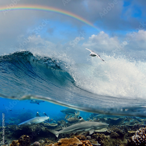 fajne-fale-surfingowe-seagull-powyzej-i-rekiny-rafowe-pod-woda
