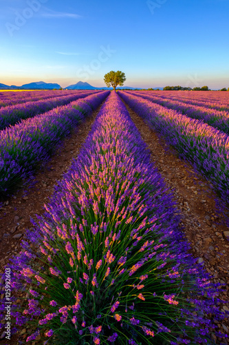 drzewo-w-lawendowym-polu-przy-wschodem-slonca-w-provence-fra