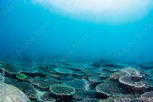 Lacobel Beautiful Coral Reaf