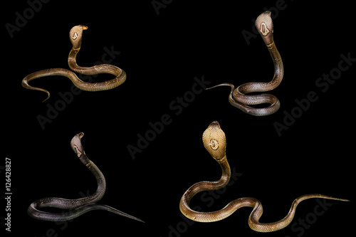 Poster Four King Cobra Snakes Ophiophagus hannah, isolated on black background