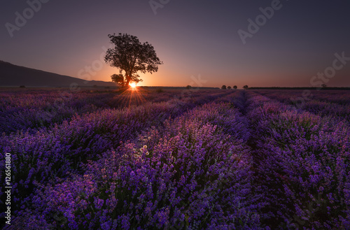 Lonely tree in lavender field at sunrise near Kazanlak town, Bulgaria