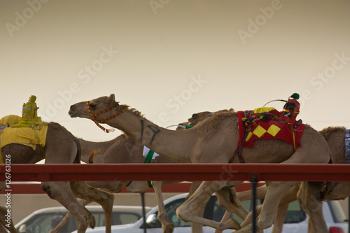 Camel racing
