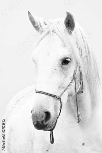 White horse Poster