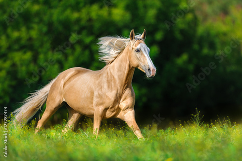 beau-cheval-palomino-avec-longue-criniere-blonde-courir-sur-la-prairie-de-printemps