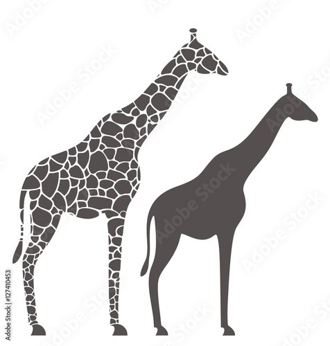 Obraz na płótnie Giraffe