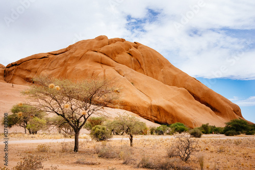 Poster Kameldornbaum mit Gemeinschaftsnestern von Webervögeln im Spitzkoppe Natural Res