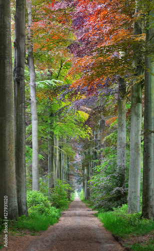 przejscie-w-zielonym-wiosna-buku-lesie-w-leuven-belgia