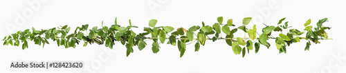  vine plants isolate on white background, clipping path included.