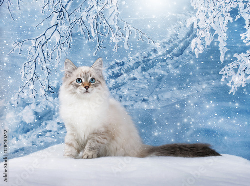 Obraz na płótnie Siberian kitten on winter nature in snow