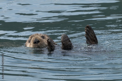Sea otter sinking out of sight as our boat passes by in Kenai Fj Poster