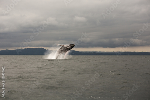 Poster Humpback whale tail in Samana, Dominican republic