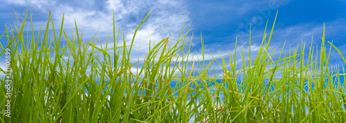  herbes sur fond de ciel 