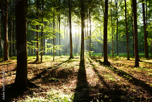 Morning in the forest