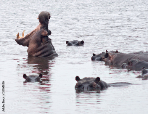 Obraz Fotograficzny hippo