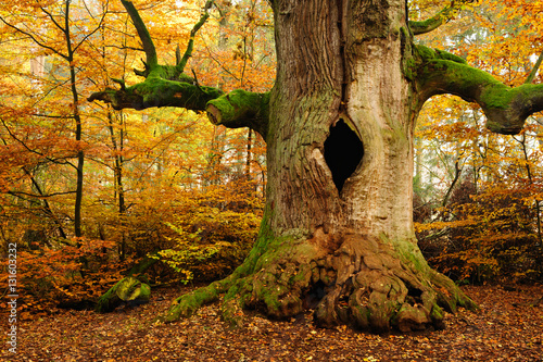mighty-hollow-moss-objetych-oak-tree-w-jesiennej-lasu-leaves-zmiana-koloru