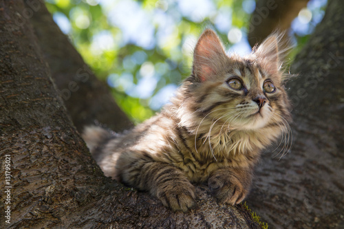 Chaton