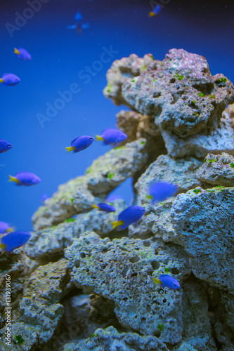 Lacobel Sea life: exotic tropical coral reef