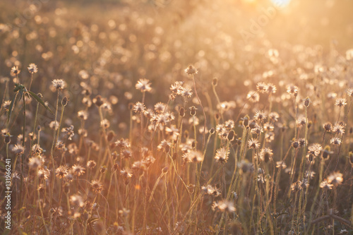 Poster Macro with extremely shallow DOF of Grass flower in pastel and Soft style in Fla
