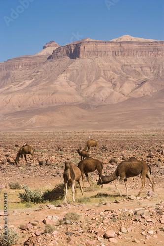 Dromedary at the R108, Morocco