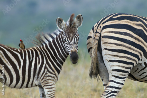 Burchell's zebra (Equus quagga burchellii)  Natal S. Africa