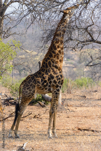 Poster South African giraffe in Kruger National Park, South Africa