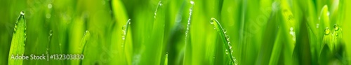 Fototapeta fresh young oats with dew (panorama)