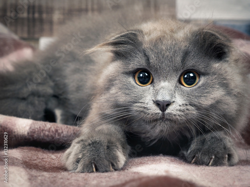 Grey kitten with sharp claws, a round yellow eyes and tufts on the ears